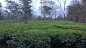 Assam tea brews new success as Deckiajuli tea fetches record Rs 800/kg at Guwahati Auction Centre Assam tea brews new success as Deckiajuli tea fetches record Rs 800/kg at Guwahati Auction Centre