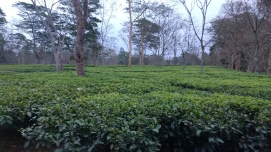 Assam tea brews new success as Deckiajuli tea fetches record Rs 800/kg at Guwahati Auction Centre Assam tea brews new success as Deckiajuli tea fetches record Rs 800/kg at Guwahati Auction Centre