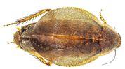 Scientists build India’s largest DNA barcode library for cockroaches, reveal hidden biodiversity Scientists build India’s largest DNA barcode library for cockroaches, reveal hidden biodiversity
