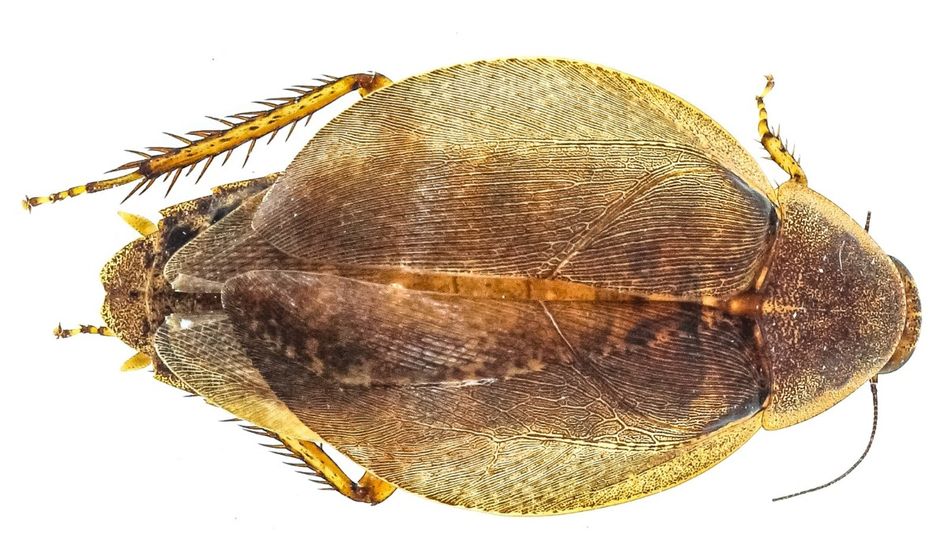 Scientists build India’s largest DNA barcode library for cockroaches, reveal hidden biodiversity Scientists build India’s largest DNA barcode library for cockroaches, reveal hidden biodiversity