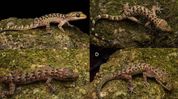 Assam records first confirmed sighting of Bent-Toed Gecko at Urpad Beel Assam records first confirmed sighting of Bent-Toed Gecko at Urpad Beel