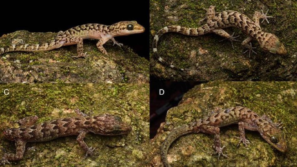 Assam records first confirmed sighting of Bent-Toed Gecko at Urpad Beel Assam records first confirmed sighting of Bent-Toed Gecko at Urpad Beel