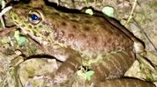 BJP MLA Ranoj Pegu congratulates scientists on discovery of new frog species in Nagaland BJP MLA Ranoj Pegu congratulates scientists on discovery of new frog species in Nagaland