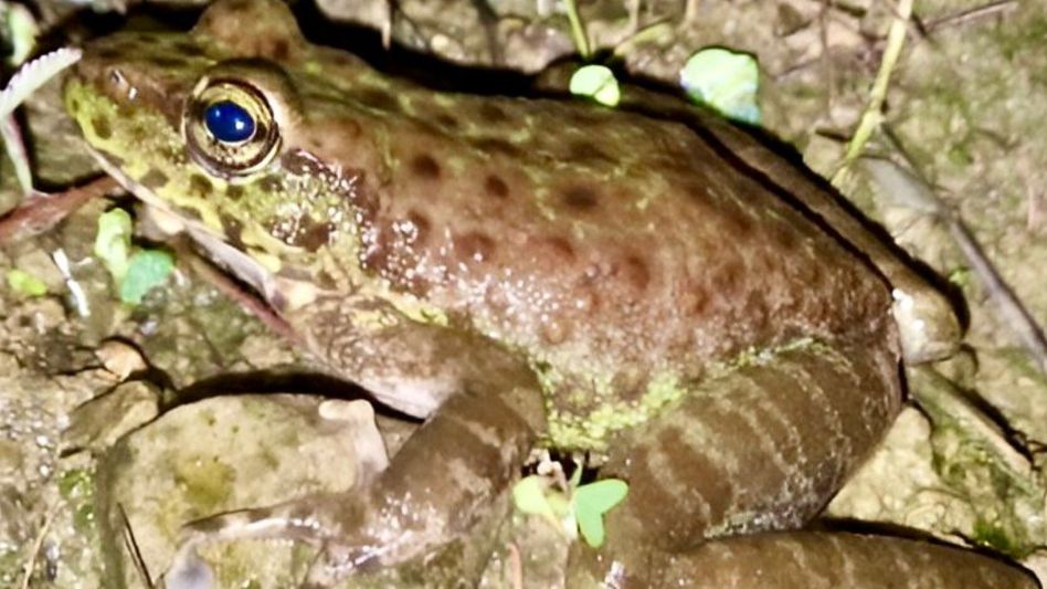BJP MLA Ranoj Pegu congratulates scientists on discovery of new frog species in Nagaland BJP MLA Ranoj Pegu congratulates scientists on discovery of new frog species in Nagaland