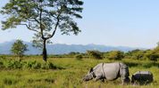 Assam’s wildlife tourism boosts local economy as visitor numbers cross 1 lakh at Manas and Pobitora: Himanta Biswa Sarma Assam’s wildlife tourism boosts local economy as visitor numbers cross 1 lakh at Manas and Pobitora: Himanta Biswa Sarma