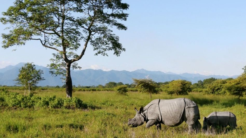 Assam’s wildlife tourism boosts local economy as visitor numbers cross 1 lakh at Manas and Pobitora: Himanta Biswa Sarma Assam’s wildlife tourism boosts local economy as visitor numbers cross 1 lakh at Manas and Pobitora: Himanta Biswa Sarma