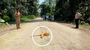 Golden langur deaths raise conservation concerns along road project in Sikhna Jwhwlao National Park Golden langur deaths raise conservation concerns along road project in Sikhna Jwhwlao National Park