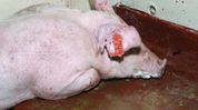 Arunachal's Longding district bans pig transport from Assam amid ASF threat Arunachal's Longding district bans pig transport from Assam amid ASF threat