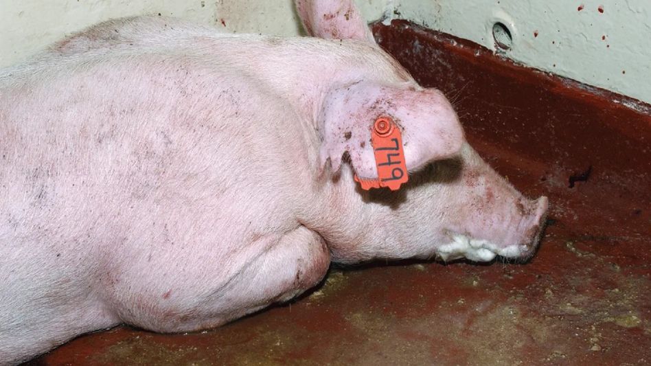 Arunachal's Longding district bans pig transport from Assam amid ASF threat Arunachal's Longding district bans pig transport from Assam amid ASF threat