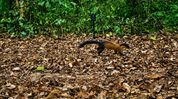 Rare yellow-throated marten spotted in Kaziranga, boosting Assam’s biodiversity profile Rare yellow-throated marten spotted in Kaziranga, boosting Assam’s biodiversity profile
