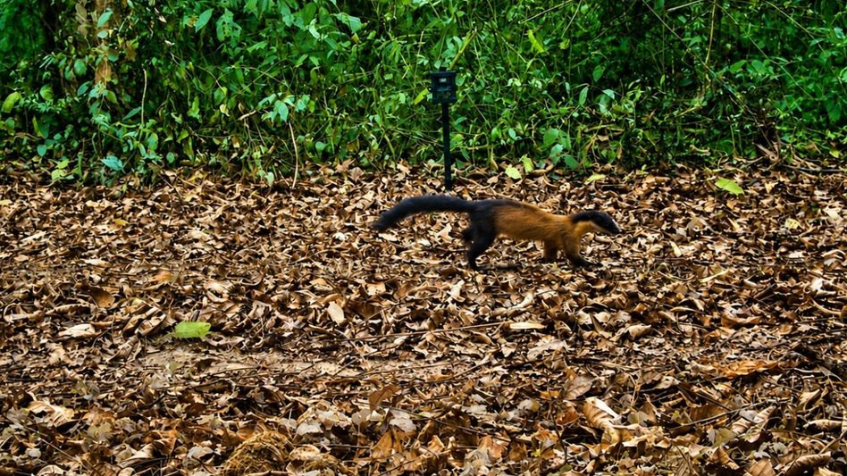 Rare yellow-throated marten spotted in Kaziranga, boosting Assam’s biodiversity profile Rare yellow-throated marten spotted in Kaziranga, boosting Assam’s biodiversity profile