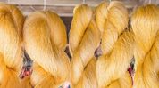Centre launches Rs 411-crore Mission Senehjori to transform Assam's Muga silk sector Centre launches Rs 411-crore Mission Senehjori to transform Assam's Muga silk sector