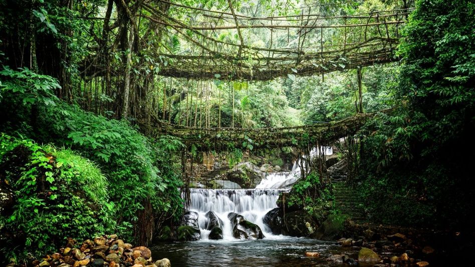 Meghalaya expands green drive with 50,000-hectare forest conservation target Meghalaya expands green drive with 50,000-hectare forest conservation target