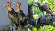 Kaziranga home to six of India's eight stork species, 45% of raptors: Himanta Kaziranga home to six of India's eight stork species, 45% of raptors: Himanta