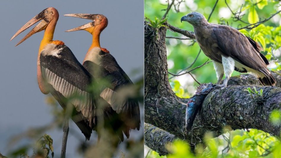 Kaziranga home to six of India's eight stork species, 45% of raptors: Himanta Kaziranga home to six of India's eight stork species, 45% of raptors: Himanta