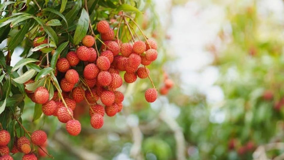 Assam's Tezpur Litchi Festival begins, exports to Dubai and Singapore announced Assam's Tezpur Litchi Festival begins, exports to Dubai and Singapore announced