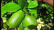 GI-tagged Assam lemons reach Dubai, marking export milestone GI-tagged Assam lemons reach Dubai, marking export milestone