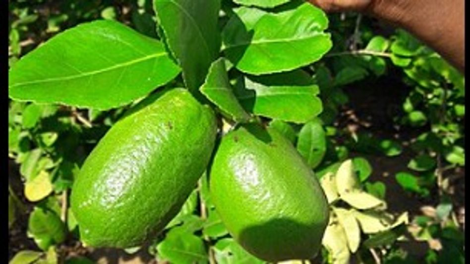GI-tagged Assam lemons reach Dubai, marking export milestone GI-tagged Assam lemons reach Dubai, marking export milestone
