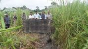Pygmy hogs return to Assam's Manas grasslands after nine years without sightings Pygmy hogs return to Assam's Manas grasslands after nine years without sightings