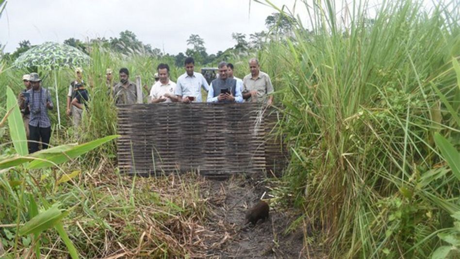 Pygmy hogs return to Assam's Manas grasslands after nine years without sightings Pygmy hogs return to Assam's Manas grasslands after nine years without sightings