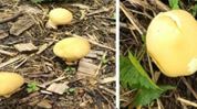 Rare yellow puffball mushroom discovered in Arunachal Pradesh’s Longding district Rare yellow puffball mushroom discovered in Arunachal Pradesh’s Longding district