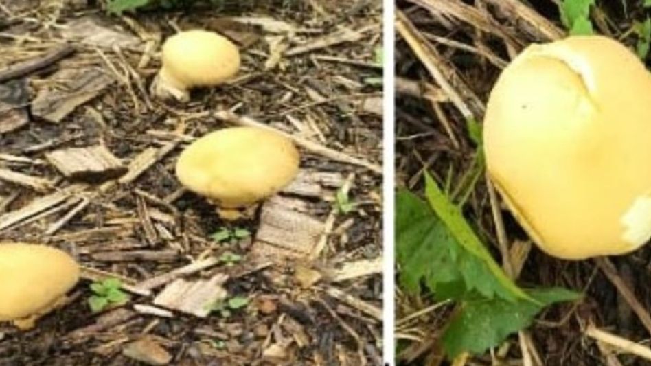 Rare yellow puffball mushroom discovered in Arunachal Pradesh’s Longding district Rare yellow puffball mushroom discovered in Arunachal Pradesh’s Longding district