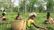 Assam govt expanding healthcare network across tea gardens, says Himanta Biswa Sarma Assam govt expanding healthcare network across tea gardens, says Himanta Biswa Sarma