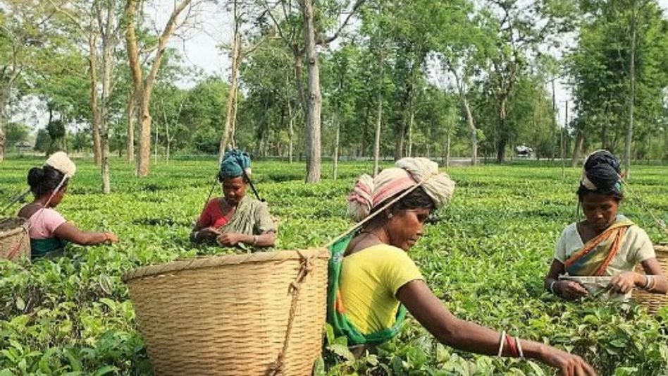 Assam govt expanding healthcare network across tea gardens, says Himanta Biswa Sarma Assam govt expanding healthcare network across tea gardens, says Himanta Biswa Sarma