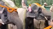 Manas Tiger Reserve honours veteran elephants Pramila and Purnima on retirement Manas Tiger Reserve honours veteran elephants Pramila and Purnima on retirement