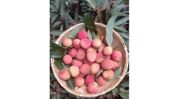 Union Minister Piyush Goyal hails first export of Assam's GI-tagged Tezpur litchi to Dubai Union Minister Piyush Goyal hails first export of Assam's GI-tagged Tezpur litchi to Dubai