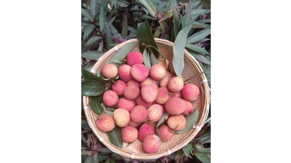 Union Minister Piyush Goyal hails first export of Assam's GI-tagged Tezpur litchi to Dubai Union Minister Piyush Goyal hails first export of Assam's GI-tagged Tezpur litchi to Dubai