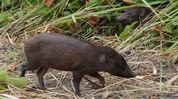 Assam CM Himanta Biswa Sarma hails release of 15 pygmy hogs into Manas National Park Assam CM Himanta Biswa Sarma hails release of 15 pygmy hogs into Manas National Park