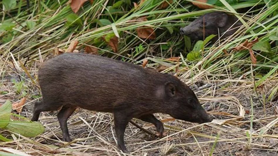 Assam CM Himanta Biswa Sarma hails release of 15 pygmy hogs into Manas National Park Assam CM Himanta Biswa Sarma hails release of 15 pygmy hogs into Manas National Park