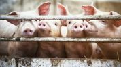 ASF outbreak in Assam's Doomdooma: Pig culling begins, pork trade banned for 30 days ASF outbreak in Assam's Doomdooma: Pig culling begins, pork trade banned for 30 days