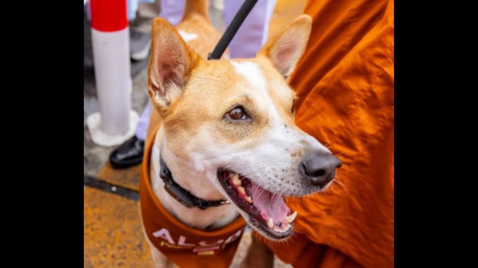 Who is Aloka? Odisha stray turned global ‘peace dog’ meets Maneka Gandhi in Delhi Who is Aloka? Odisha stray turned global ‘peace dog’ meets Maneka Gandhi in Delhi