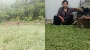 Manipur's Project Hinichi records first green pea harvest, helping 124 families shift from poppy cultivation Manipur's Project Hinichi records first green pea harvest, helping 124 families shift from poppy cultivation