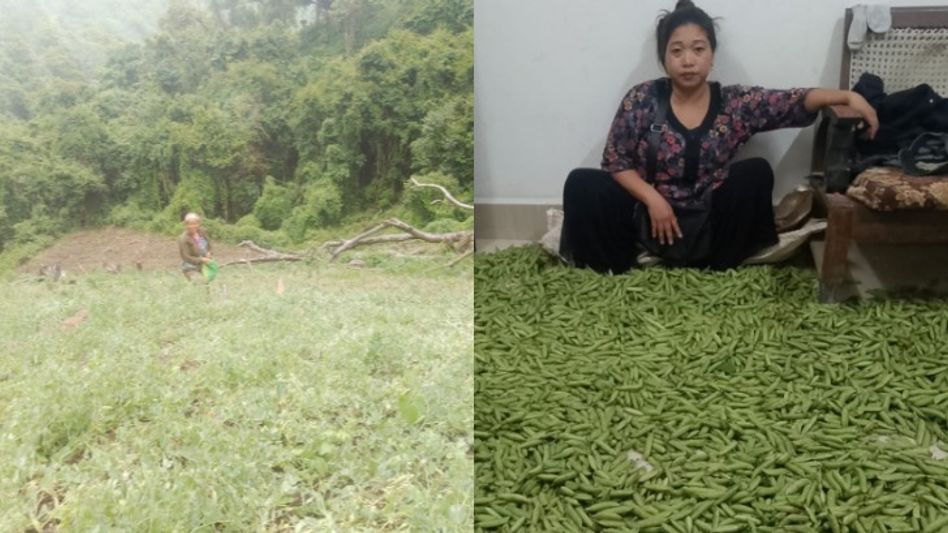 Manipur's Project Hinichi records first green pea harvest, helping 124 families shift from poppy cultivation Manipur's Project Hinichi records first green pea harvest, helping 124 families shift from poppy cultivation