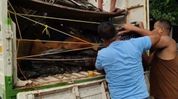 12 cattle rescued from mango-laden pickup van in Assam's Barpeta; one dead 12 cattle rescued from mango-laden pickup van in Assam's Barpeta; one dead