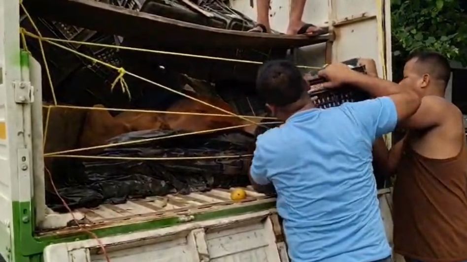 12 cattle rescued from mango-laden pickup van in Assam's Barpeta; one dead 12 cattle rescued from mango-laden pickup van in Assam's Barpeta; one dead