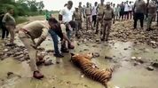 Royal Bengal Tiger found mutilated in Assam, poaching suspected Royal Bengal Tiger found mutilated in Assam, poaching suspected