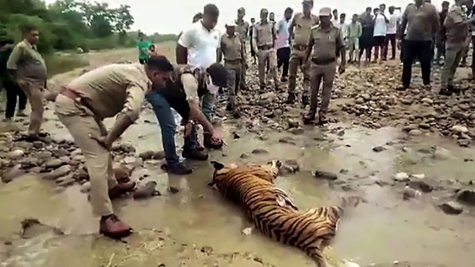 Royal Bengal Tiger found mutilated in Assam, poaching suspected Royal Bengal Tiger found mutilated in Assam, poaching suspected