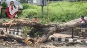 College student killed, another injured after tree falls on scooter in Guwahati College student killed, another injured after tree falls on scooter in Guwahati