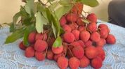 Assam eyes global markets for ginger, lemons and litchis; Tezpur consignment flagged off to Singapore Assam eyes global markets for ginger, lemons and litchis; Tezpur consignment flagged off to Singapore