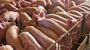 African Swine Fever outbreak prompts restrictions in Assam's Charaideo district African Swine Fever outbreak prompts restrictions in Assam's Charaideo district