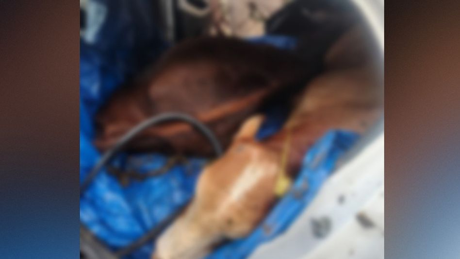Guwahati Police rescue cattle, intercept vehicle near Gorchuk; probe underway amid ongoing crackdown Guwahati Police rescue cattle, intercept vehicle near Gorchuk; probe underway amid ongoing crackdown