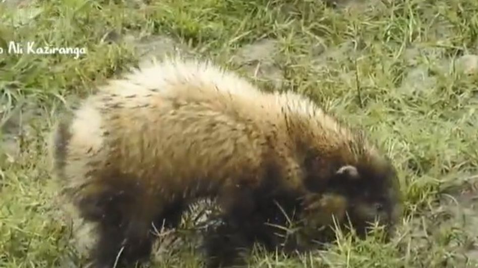 Over 60 Greater Hog Badgers recorded in Assam's Kaziranga in first scientific assessment Over 60 Greater Hog Badgers recorded in Assam's Kaziranga in first scientific assessment
