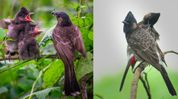 Assam Minister shares photograph of Red-vented Bulbuls caring for their young at Gauhati University Assam Minister shares photograph of Red-vented Bulbuls caring for their young at Gauhati University