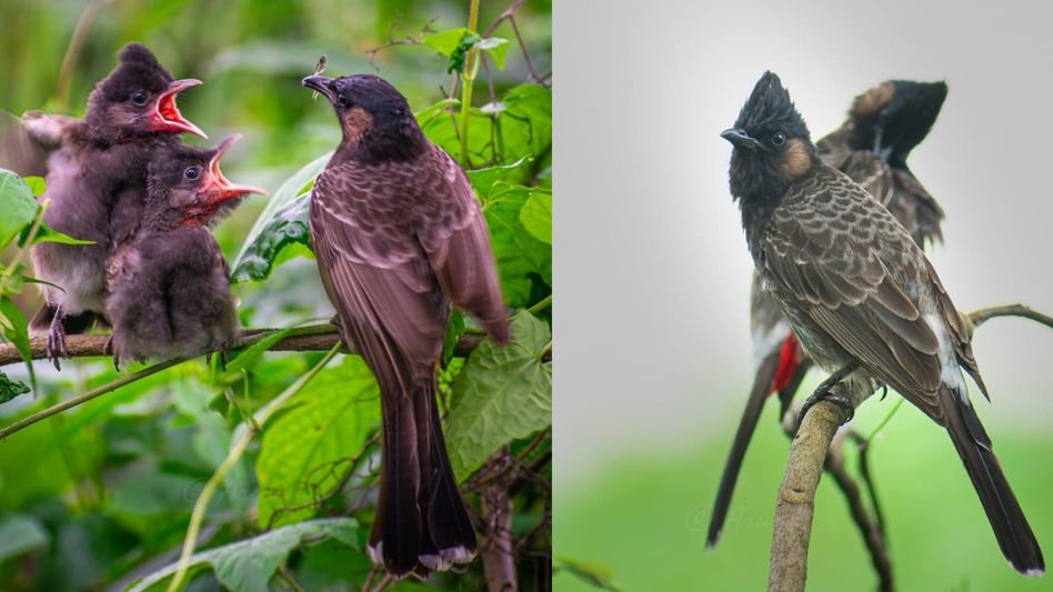 Assam Minister shares photograph of Red-vented Bulbuls caring for their young at Gauhati University Assam Minister shares photograph of Red-vented Bulbuls caring for their young at Gauhati University
