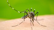 Assam records zero dengue deaths in 2024-25, says CM Himanta Biswa Sarma Assam records zero dengue deaths in 2024-25, says CM Himanta Biswa Sarma