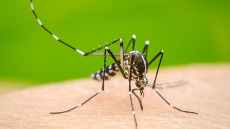 Assam records zero dengue deaths in 2024-25, says CM Himanta Biswa Sarma Assam records zero dengue deaths in 2024-25, says CM Himanta Biswa Sarma